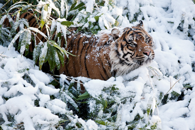 Обои картинки фото животные, тигры, снег, заросли, морда