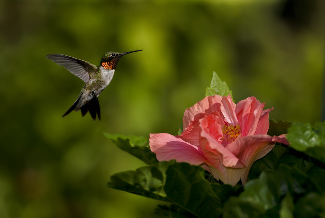 Обои картинки фото животные, колибри, гибискус, птица, цветок