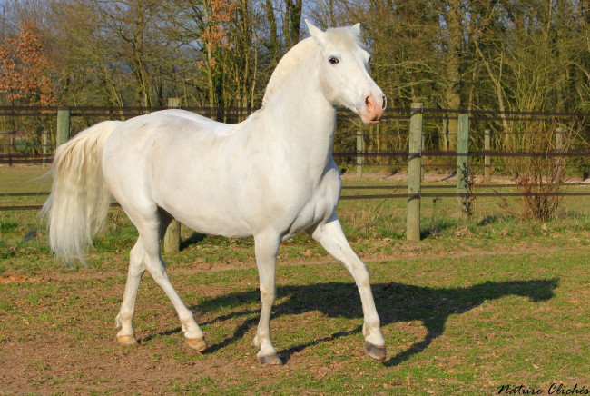 Обои картинки фото животные, лошади, белый