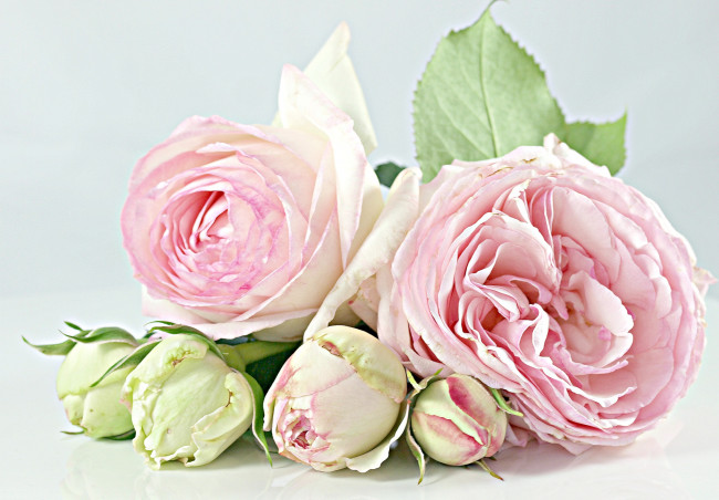 Обои картинки фото цветы, розы, бутоны, бледно-розовый
