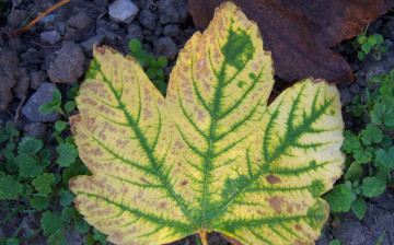 Картинка природа листья листок полоски