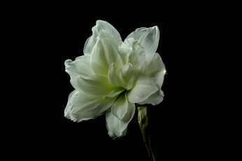 обоя amaryllis, цветы, амариллисы,  гиппеаструмы, амариллис