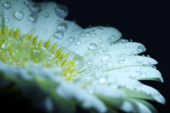 Картинка цветы герберы капли гербера макро лепестки белая вода