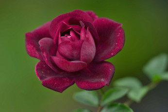 Картинка цветы розы природа растение лепестки роза