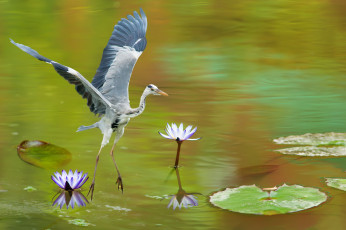 Картинка животные цапли +выпи серая цапля птица кувшинки озеро