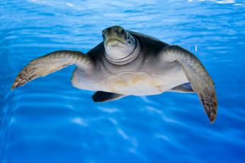 Картинка животные Черепахи черепаха море океан природа