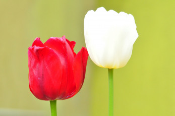 Картинка цветы тюльпаны макро стебель лепестки пара тюльпан