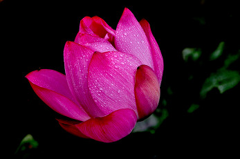 Картинка lotus цветы лотосы лотос