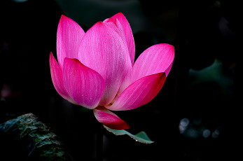 Картинка lotus цветы лотосы лотос
