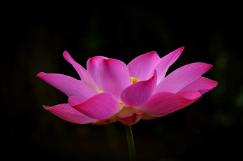 Картинка цветы лотосы темный фон лепестки розовый лотос