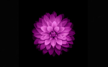 Картинка цветы георгины фон чёрный цветок феолетовый лепестки