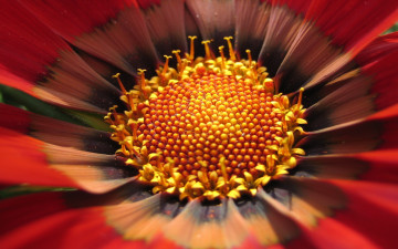 Картинка цветы ромашки лепестки макро сердцевина цветок