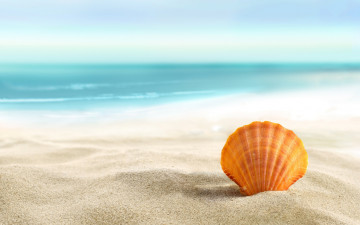 обоя разное, ракушки,  кораллы,  декоративные и spa-камни, seashell, ракушка, sand, лето, пляж, beach, песок, солнце, море
