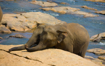 Картинка животные слоны вода камни хоботы