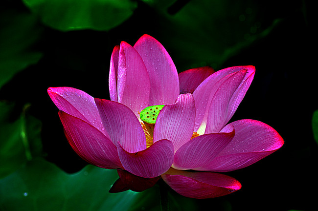 Обои картинки фото lotus, цветы, лотосы, лотос