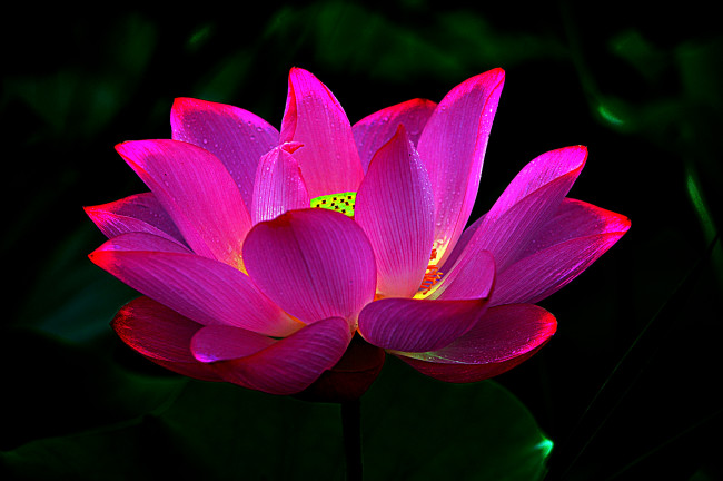 Обои картинки фото lotus, цветы, лотосы, лотос