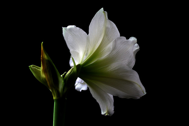 Обои картинки фото amaryllis, цветы, амариллисы,  гиппеаструмы, амариллис