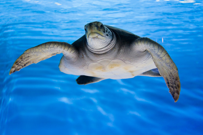 Обои картинки фото животные, Черепахи, черепаха, море, океан, природа