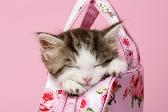 Обои картинки фото животные, коты, спит, котенок, сумка