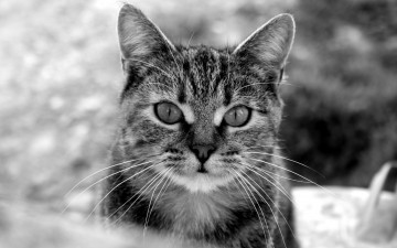 Картинка животные коты полосатый серый кошка кот