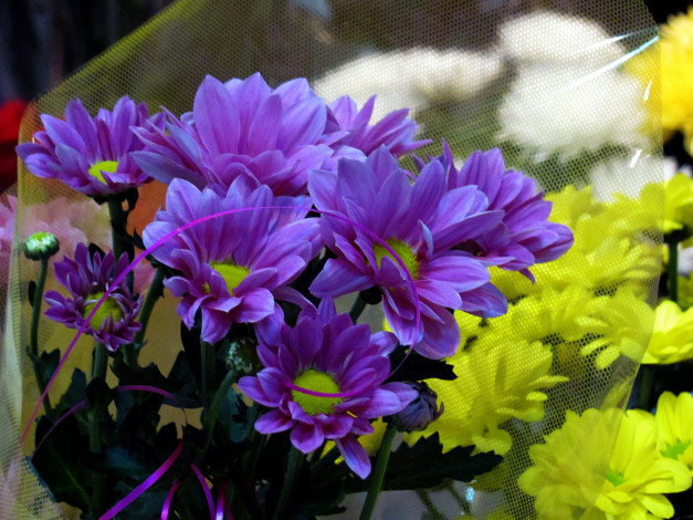Обои картинки фото цветы, хризантемы, сиреневый