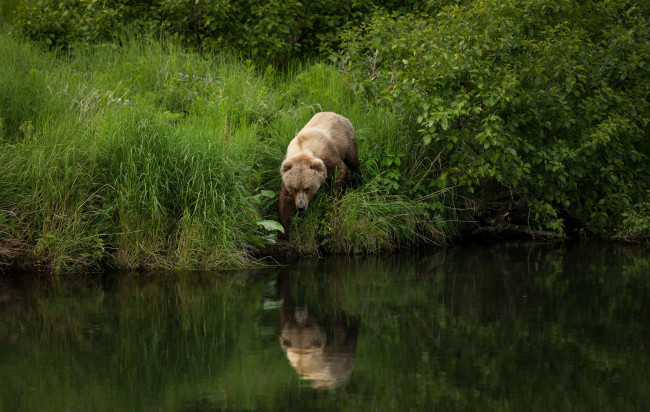 Обои картинки фото животные, медведи, трава, берег, река, рыболов, лето, идет, на, рыбалку, бурый, водоем, кусты, прогулка, листва, медведь, отражение, поза, природа