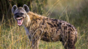 обоя гиена, животные, гиены,  гиеновые собаки, hyena, гиеновые, хищник, млекопитающее, шерсть, когти, оскал, зубы, африка
