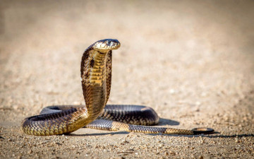 Картинка cobra животные змеи +питоны +кобры змея пресмыкающиеся чешуйчатые хордовые