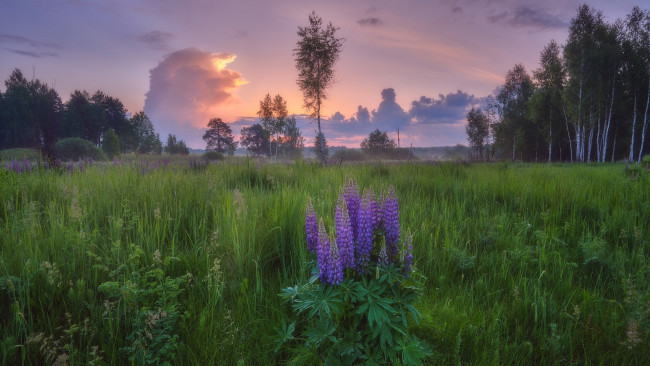 Обои картинки фото цветы, люпин, луг, закат, трава
