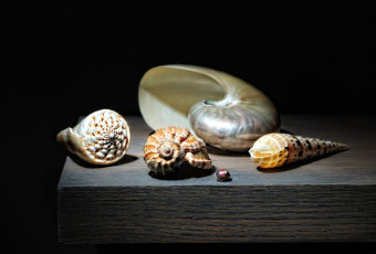 Картинка разное ракушки +кораллы +декоративные+и+spa-камни стол