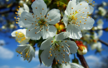 Картинка цветы цветущие деревья кустарники