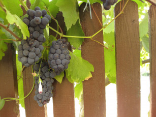 Картинка природа Ягоды виноград листья забор гроздь