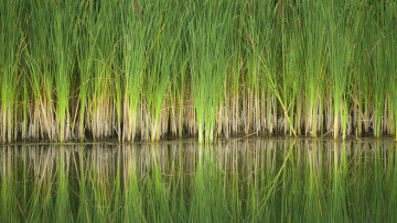 Картинка природа другое вода трава
