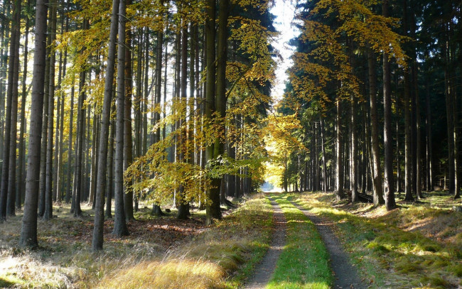 Обои картинки фото природа, дороги, лес, деревья, дорога, осень