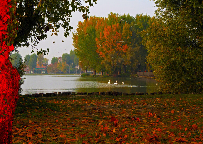 Обои картинки фото природа, парк, водоем, лебеди, осень, деревья
