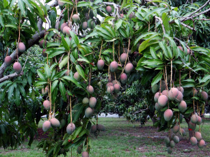Картинка mango природа плоды листья ветки манго дерево