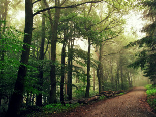 Картинка природа дороги свет дорога лес