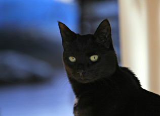 Картинка животные коты фон взгляд черный кот