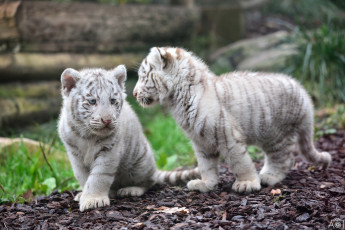 Картинка животные тигры белые пара детеныши тигрята