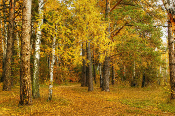 Картинка природа лес деревья листва осень
