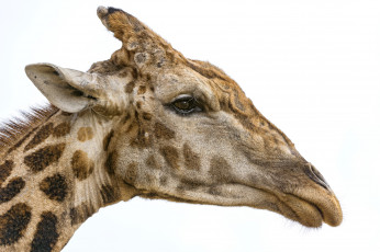 Картинка животные жирафы профиль