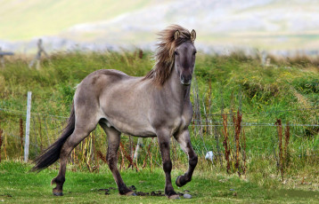 Картинка животные лошади жеребец ограда трава поле