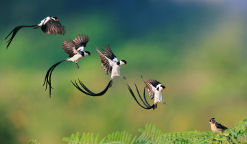 Картинка животные птицы полет