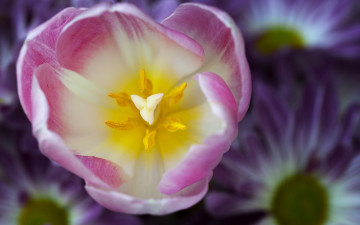 Картинка цветы тюльпаны тюльпан