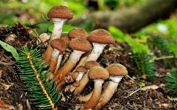 Картинка природа грибы опята осень