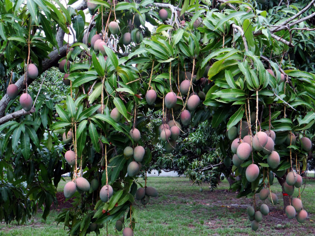 Обои картинки фото mango, природа, плоды, листья, ветки, манго, дерево