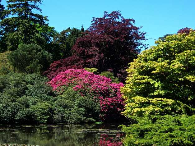 Обои картинки фото sheffield park garden england, природа, парк, сад, пруд, кусты, англия