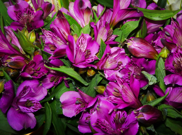 Обои картинки фото цветы, альстромерия, альстрёмерия, фиолетовые