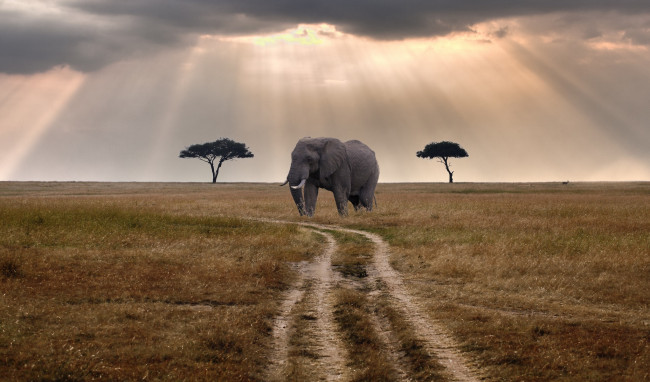 Обои картинки фото животные, слоны, трава, тучи, слон, колея, саванна, деревья, свет