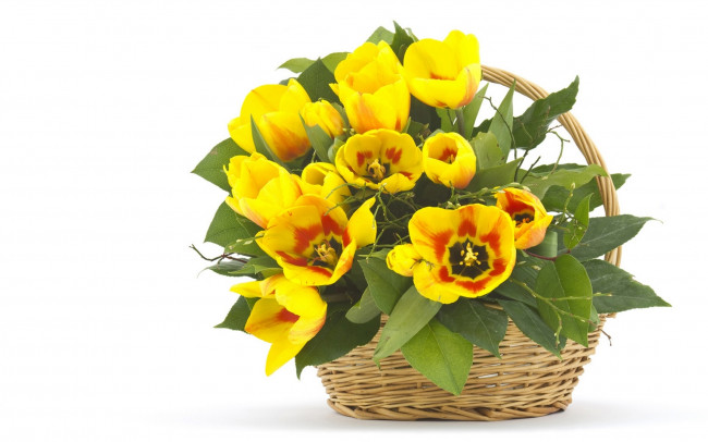 Обои картинки фото цветы, тюльпаны, жёлтые, листья, корзина